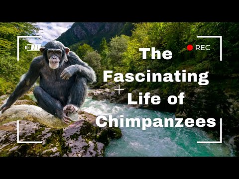 The Fascinating Life of Chimpanzees- Animal Kingdom