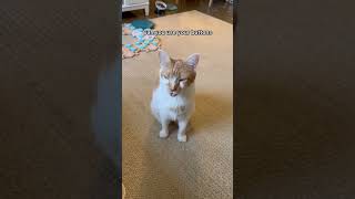 My talking cat is NOT HAPPY 🤬 | CatManJohn