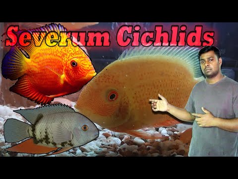 Severum Cichlids is a freshwater fish also known as Severums, Banded Cichlids (Heros severus)