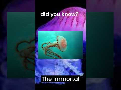 "Mind-Blown Moment: The Immortal Jellyfish - Yep, It Can Reverse Aging! #facts #amazingfacts