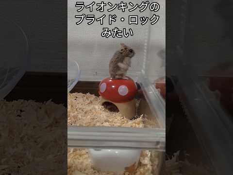 ライオンキング〜ハムスターバージョン（ピク）#ハムスター#ライオンキング#真似 #かっこいい #可愛い#癒し#hamsters#プライドロック