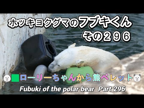 ホッキョクグマのフブキくん（２９６）🐻‍❄️🟩ローリーちゃんから熊ペレット🐻‍❄️（東山動植物園）Fubuki of the polar bear Part 296