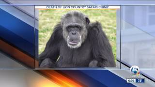 Chimpanzee dies at Lion Country Safari