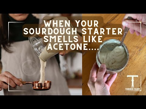 Why Does Your Sourdough Starter Smell Like ACETONE?!?!