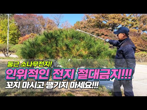 둥근소나무! 인위적인 전지 절대금지.. 꼬지 마시고 땡기지 마세요! / How to cut a pine tree beautifully