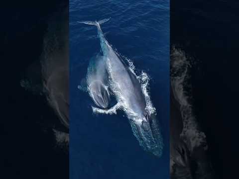 Giant Blue Whale || The Biggest Animals in the World || #whale #ocean #sea #trending #shorts