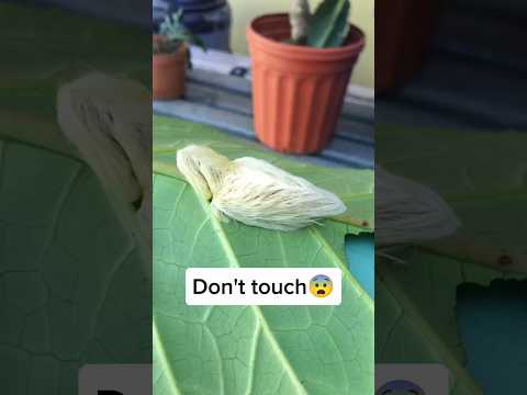 Dangerous Caterpillar (DO NOT TOUCH THIS!!)(Telugu)#shortsvideo #shorts