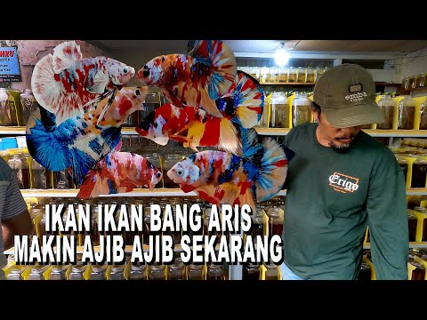 IKAN IKAN BANG ARIS SEKARANG AJIB AJIB