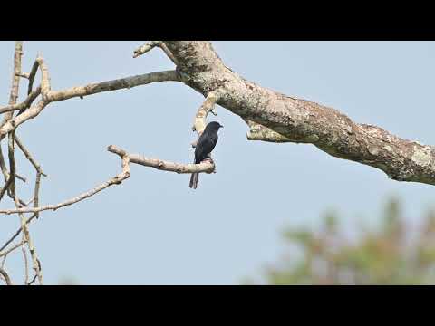 Northern Black-Flycatcher (Melaenornis edolioides) - Farasuto Forest (Gambia) 19-11-2024