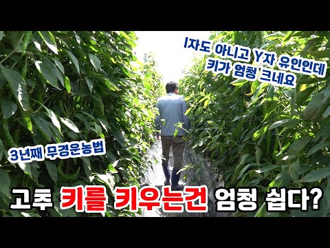 3년째 무경운 농법, 고추 키를 키우는건 엄청 쉽다?