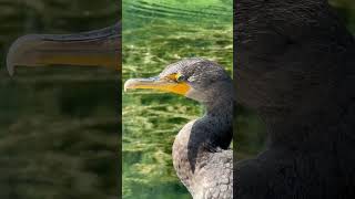 Cormorant in Parc-La Fontaine #backgroundmusic #montreal #fantasymusic #freemusic #birdwatching