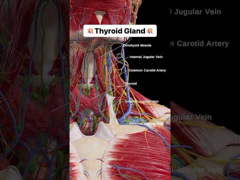 Thyroid gland !!