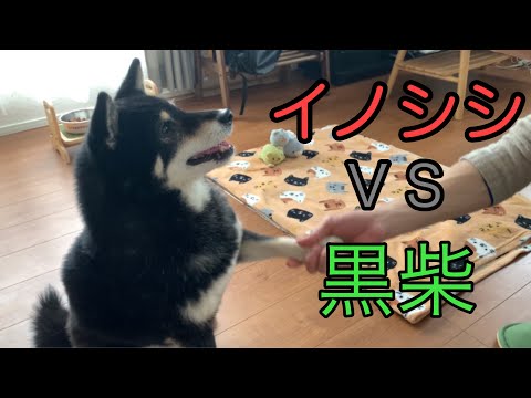 【黒柴・保護犬】イノシシvs黒柴