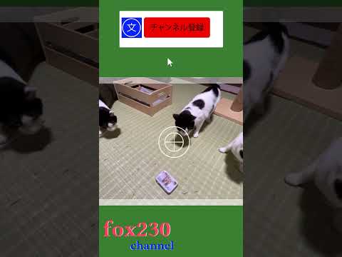 遊んでいたけどノリが悪いのでおやつ #shorts #可愛い #猫動画