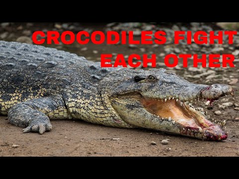 CROCODILES AWKWARD AND FUNNY FIGHT OVER FOOD/ANIMAL FIGHT