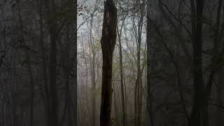 Forest in autumn #relaxing #eerie #nature #forest