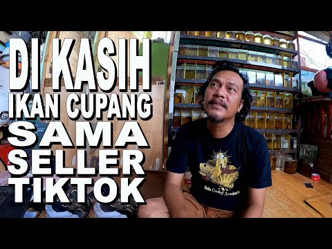 DIKASIH IKAN CUPANG SAMA seller TIKTOK