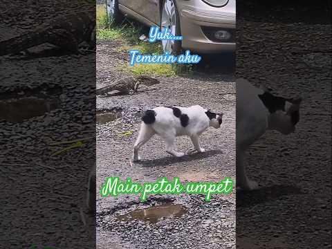 Main petak umpet yuk ! #biawak #cat #waspada #bermain #kucinglucu #kadal #shotsvideo