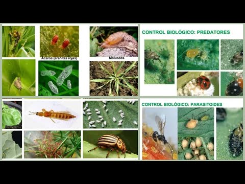 Integrated Pest Management in Agro-export Crops (asparagus, vine, blueberry, avocado, citrus)