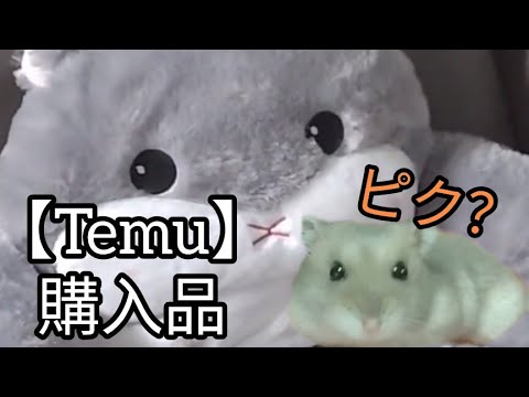 激安通販【TEMU】購入品の正直な感想　#ハムスター #temu #購入品 #購入品紹介 #可愛い #感想