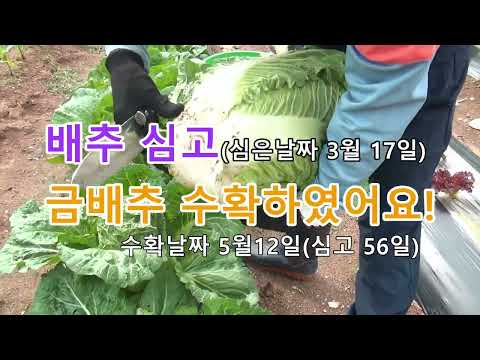 방법만 알면 재배가 쉬운 봄배추 이야기. #farming #gardening #꿈구는텃밭,