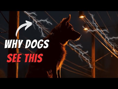 10 Bizarre Things Dogs Can See... But YOU CAN'T!