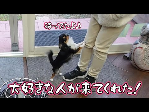 大好きな人が来て嬉しさMAXのチワワ♪