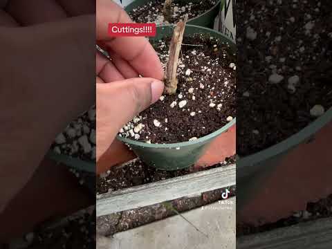 Elderberry cuttings!!!! #gardening #diygarland #nature #garden #farming #diywedding #plants