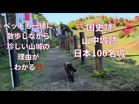 【散歩する猫】城を駆け巡り戦国時代へ‼️城跡にびっくり‼️】ペットと散歩しながら障子堀等、珍しい堀が見れる‼️珍しい山城の理由もわかるよ😊#日本百名城 #山城#史跡