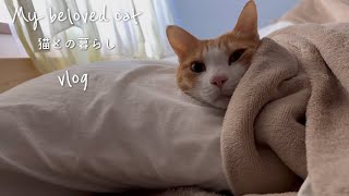 猫との暮らし| 居候の猫さん| 朝ごはんとチョコレートチーズケーキ