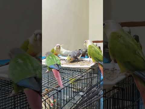 Pets dinner | #shorts #short #parrot #conure #pets #birds #dinner #friends#lovebirds #petslover