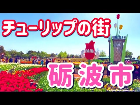 【富山県】国内最大級のイベント！となみチューリップフェアと駅周辺散策