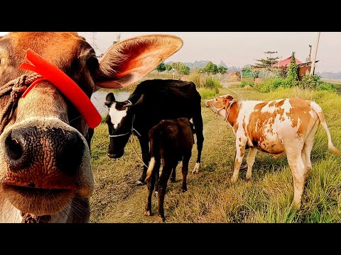 best cow videos | funny animal videos | cow video mooing mooing sound