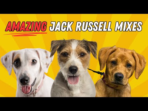 15 Jack Russell Mixes You Didn't Know Were Possible