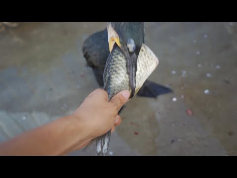 The greedy cormorant is trying to eat the fish's tail, and I'm helping it