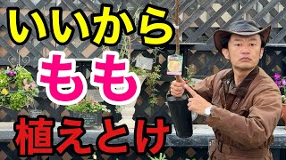 【まさかあの桃が！】自宅で簡単にできる喜びを感じて下さい　　　【カーメン君】【園芸】【家庭菜園】【初心者】