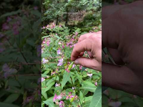 This Plant Explodes When You Touch It