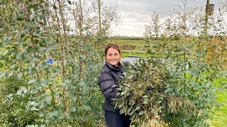 Maintaining Eucalyptus on the Flower Farm 🌿