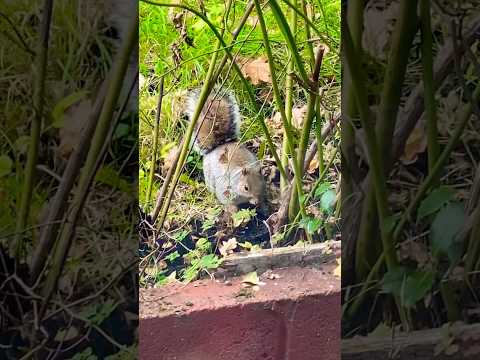 How squirrel hide 🫣 nuts 🌰 🐿️😱 #shortsvideo #nature #shorts #squirrel #shaharmunir