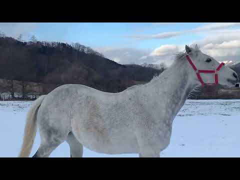 GRANDAME-JAPAN優勝馬のふるさと／対馬正牧場（エバーシンス号）