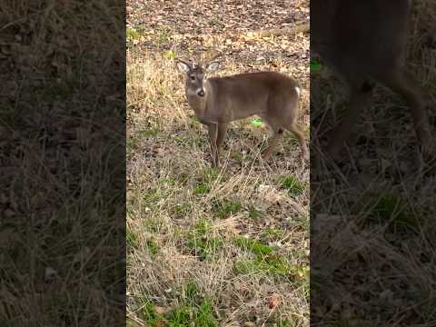 Bowhunting heartbreak [swing and-a-miss!] | N1 Outdoors #bowhunting #archery #whitetail