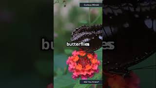 Butterfly Secrets: How They Taste with Their Feet!|#ButterflyAdaptations #EducationalScience #Insect