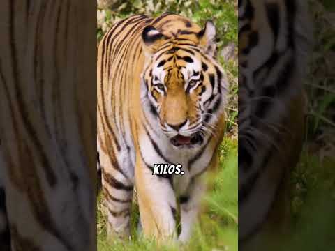 The five largest big cats #bigcats