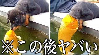 【神回】ツッコミどころ満載な動物のおもしろ動画見ようぜwwwwww傑作集【ハプニング映像】【犬】【猫】