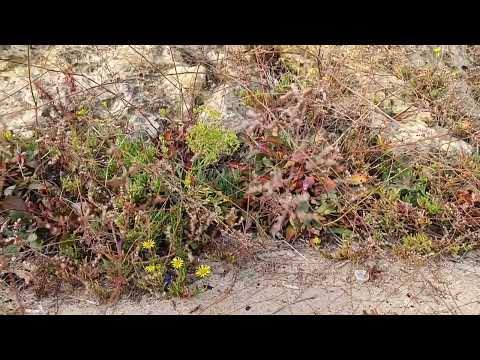 Autumn Beach Walk: Relax and Enjoy