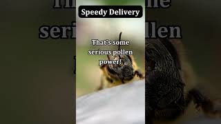 The Incredible Pollen Express: A Bee's Journey #bees #bee #honeybee #pollen #nature