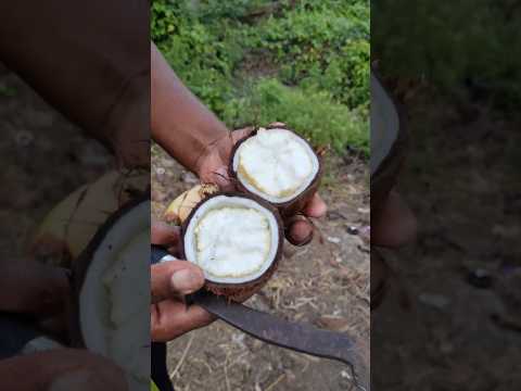 COCONUT FLOWER @LPNVLOGS #LPNVLOGS #coconut #coconutflower #viral #sproutCOCONUT #sprouts #shorts