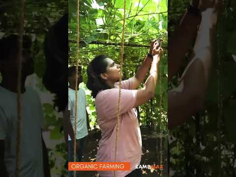 Connect with the roots of sustainable living by learning the art of Organic farming.