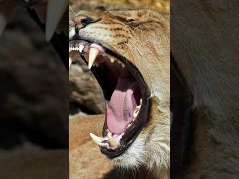 Terrifying Lion Roaring Sound Effect #Shorts/Animals Behavior 2022