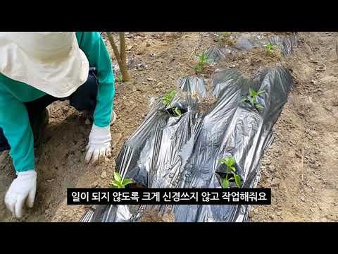 귀농, 귀촌 브이로그 VLOG 고추. 토마토. 오이. 가지. 파프리카. 참외. 수박. 모종심기